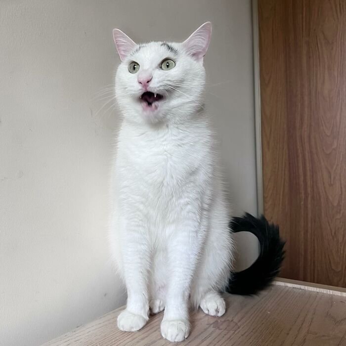 Meet Hénri, A Cat With Eyebrows Who Went Viral Because Of His Unique Facial Markings